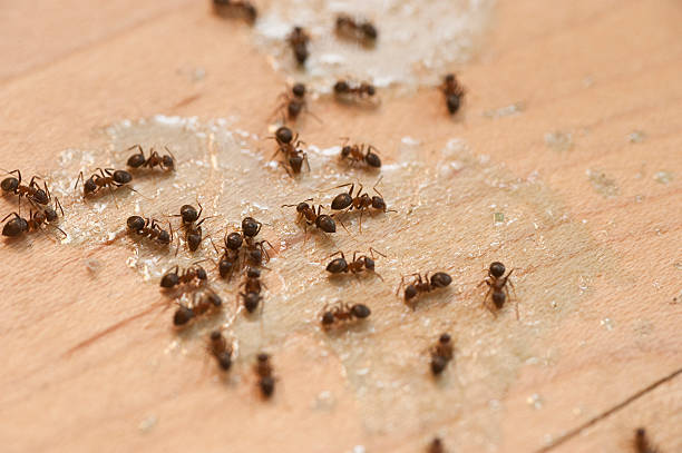 Pest Control Cost in Shiloh, OH