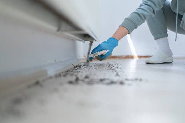 Best Wasp Removal Services  in Shil, OH